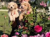 Maltipoo oyuncak tatlı bebişler