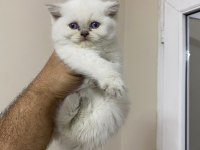 Teslime hazır british longhair pamuk yumağı minnoş