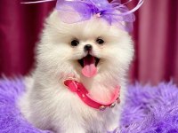 KORE KANLI MİNİ BOY POMERANİAN PRENSES