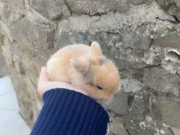 Minik Cüce Yavru Tavşanımız