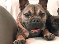 2 YAŞINDA DİŞİ FRENCH BULLDOG