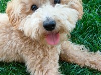 Dünya tatlısı toy poodle bebek
