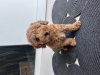 2 AYLIK DİŞİ POODLE YAVRUMUZ
