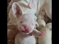 Maviş gözlü french bulldog bebekler