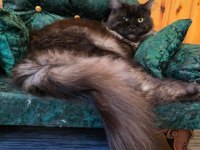 Maine Coon Kediler Wcf Kayitli