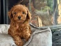 A+ kalite Toy Poodle yavrularımız 81 ile gönderilir
