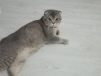 safkan scottish fold