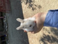 HOLLANDA LOP YAVRU TAVŞAN