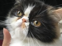 Exotic Shorthair Sevimli Kedimiz