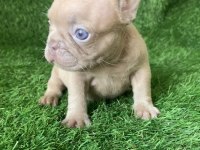 French bulldog güzellikler yeni yuvasını arıyor
