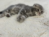 2 aylık yavru scottish fold erkek