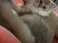 Erkek şecereli yavru british longhair