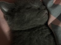 British shorthair