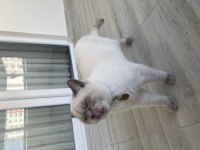Kendi british shorthair kedim