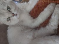 Yetişkin erkek kedimiz