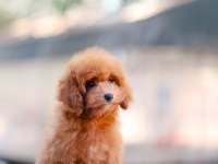 TOY POODLE BEBEK KÖPEKLERİMİZ