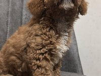 Köpeğimiz Paris Yeni Yuvasını Arıyor