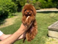 Toy Poodle Bebeklerimiz