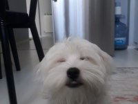 Dünya tatlısı maltese