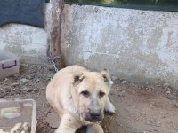 Kangal yavruları