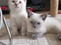 Teslime hazır british shorthair kuzucuklar