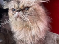 2 YAŞINDA LYNX POİNT DİŞİ İRAN KEDİSİ