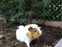Sevimli Guinea Pig