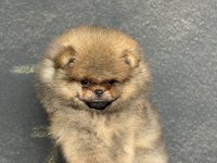ÜST KALİTE AYICIK SURAT POMERANİAN BOO