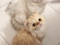 Güzel İran kedim