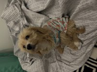 3 Aylık Dişi Maltipoo Yavru