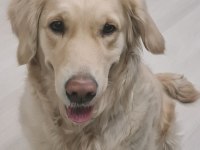 Acil golden retriever kızıma arkadaş arıyorum