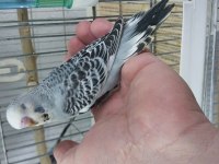 30 günlük bebek muhabbet kuşları
