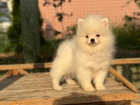 POMERANİAN BOO 3.5 aylık