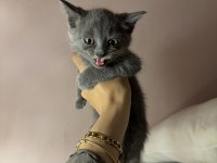 Gri british shorthair bebekler