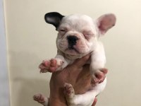 55 günlük french bulldog