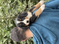 Bernese yavrularımız
