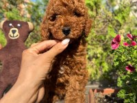 SAFKAN ORJİNAL KORE KURABİYE POODLE YAVRULARI