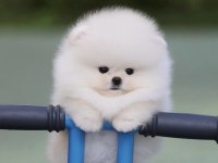 Pomeranian Boo Bebekler