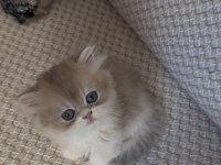 Safkan british longhair yavrular