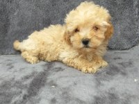 Apricot toy poodle dişi minnak, ruhsatlı çiftlik