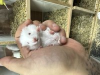 Yavru Uysal Suriye Hamster