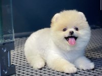 Güzellik abidesi pomeranian boo