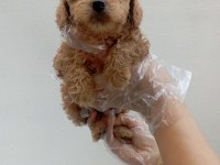 Muhteşem maltipoo yavrularımız