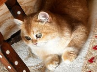 BRITISH GOLDEN SHORTHAIR
