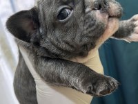 BLUE FRENCH BULLDOG BEBEKLER