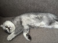 Scottish fold oğlumuz yeni yuvasını arıyor