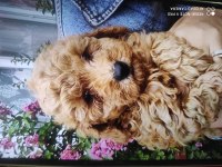 Sahiplendirme 2 aylık toy poodle