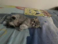 DİŞİ TATLI BRİTİSH BEBEKLER