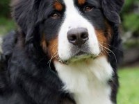 Dağ Köpeği Bernese Yavruları Çiftlikten