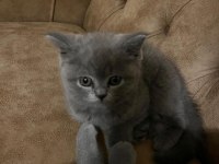 British Shorthair 2 Aylık